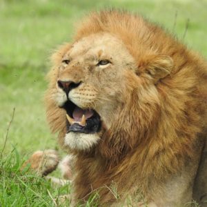 lion-mane-kenya-holaa-safari