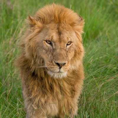 lion-masai-mara-safari