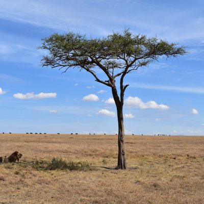 lion-masai-mara-tree-scapes