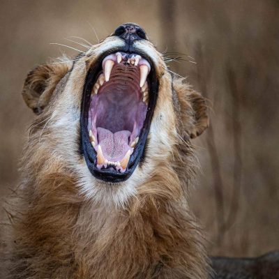 lion-roar-safari-kenya