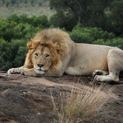 lion-rock-masai-mara-kenya