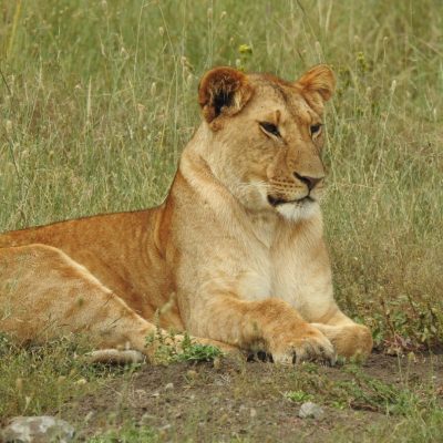 lioness-kenya-safari-tour-holaa