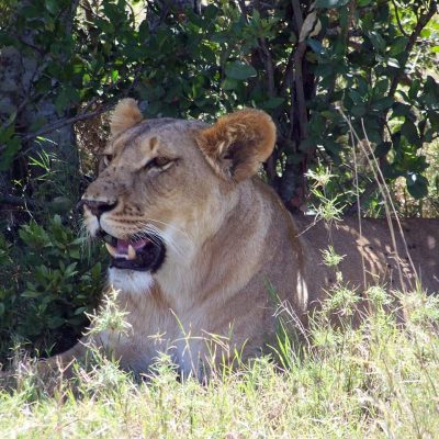 lioness-safari-tour-wildlife-kenya