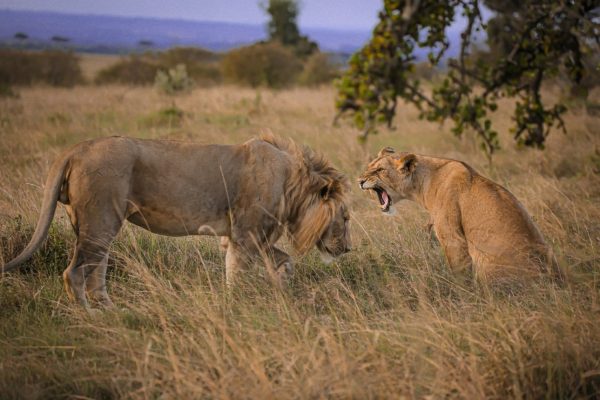 lions-fighting-kenya-safari