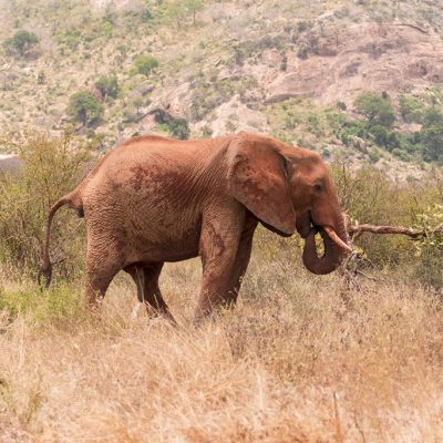 lone-male-elephant-tsavo-east-murad-swaleh