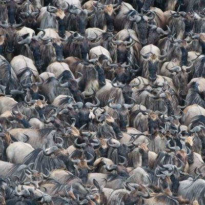 masai-mara-wildebeest-migration