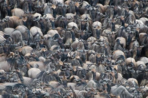 masai-mara-wildebeest-migration