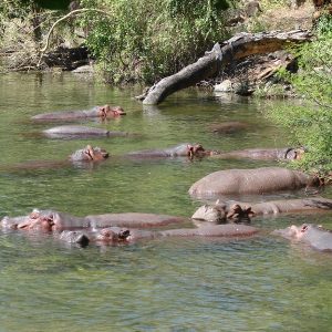 mzima-springs-tsavo-west-kenya-safari