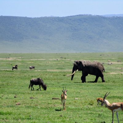 ngorogoro-crater-wildlife-safari