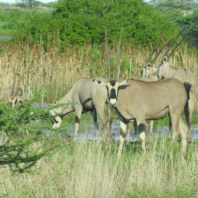 orynx-samburu-safari
