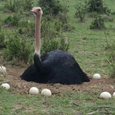 ostrich-masai-mara