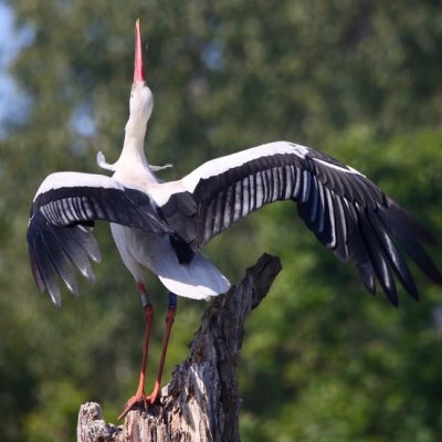 pelican-lake-naivasha