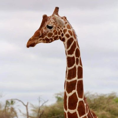 reticulated-giraffe