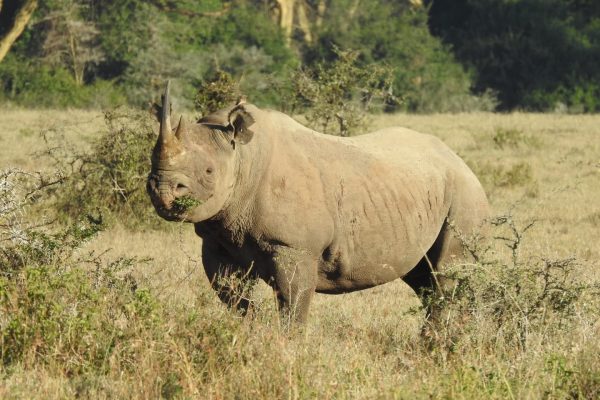 rhino-hola-safari-kenya-tour