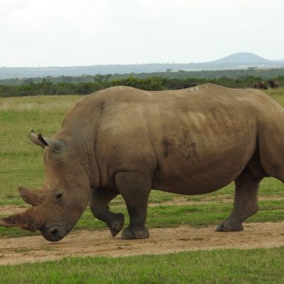 rhino-ol-pejeta-safari-holaa