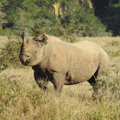 rhino-safari-holaa-kenya