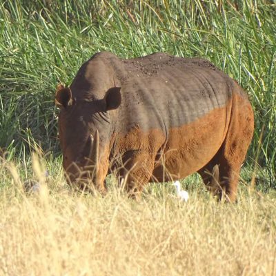 rhino-safari-kenya