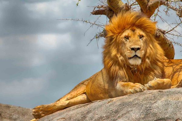 ruaha-national-park-lion