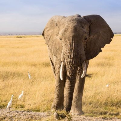 safari-amboseli-elephant-kenya