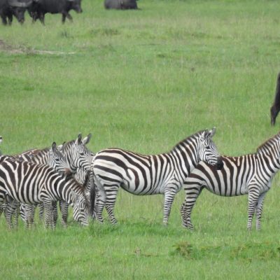 safari-pur-zebra-holaa-kenya