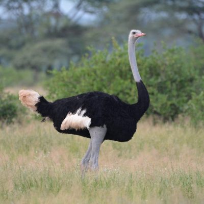 somali-ostrich-samburu-safari-kenya