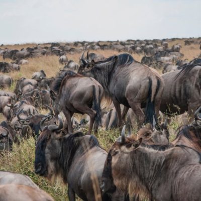 the-great-migration-kenya-masai-mara