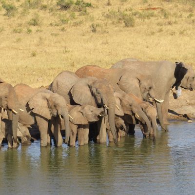 tsavo-east-elephants-water-hole-safari-kenya-tour