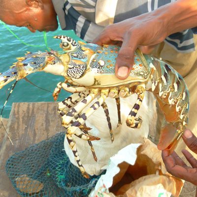 wasini-island-sea-life-crab