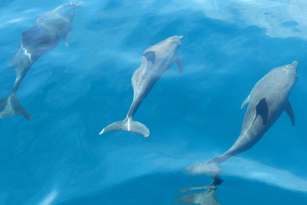 wasini-island-sea-life-dalphins