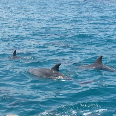 wasini-island-sea-life-dolphins-2