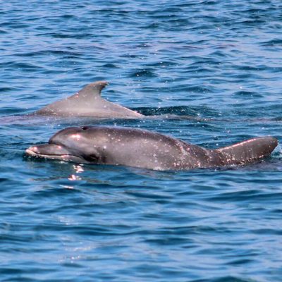 watamu-dolphins