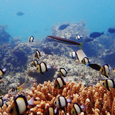 watamu-national-marine-sea-coral
