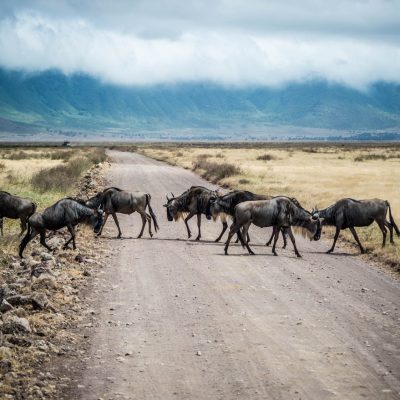 wildebeest-tanzania-safari-ngorongoro