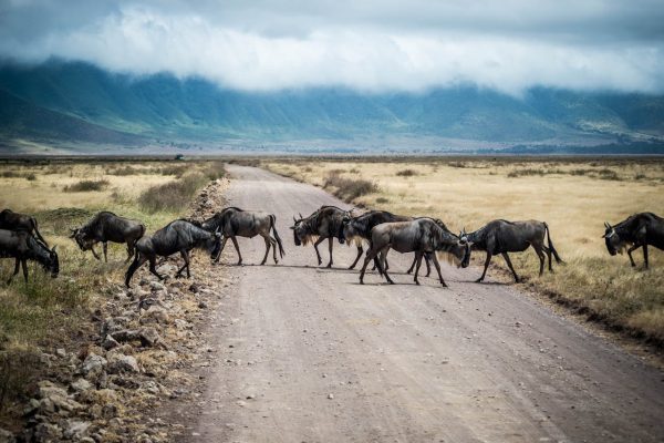 wildebeest-tanzania-safari-ngorongoro