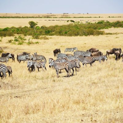 zebra-safari-tanzania-holaa