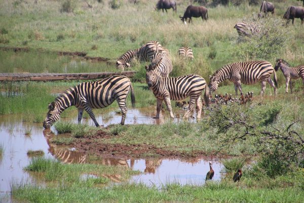 zebra-serengeti-tanzania