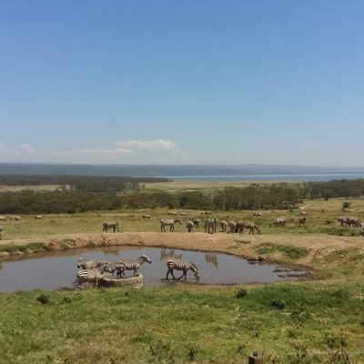 zebra-water-hole-lake-nakuru-safari-kenya